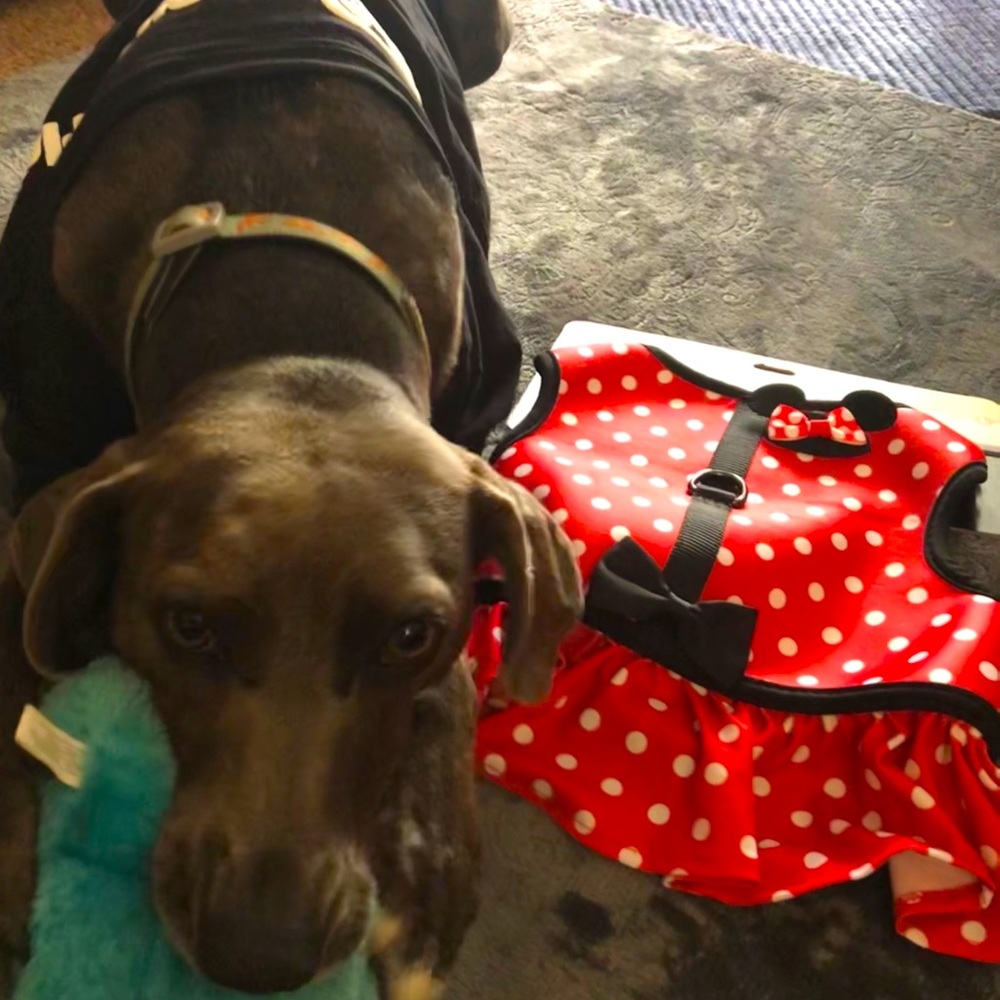 Disney Tails Minnie Mouse Harness-Large